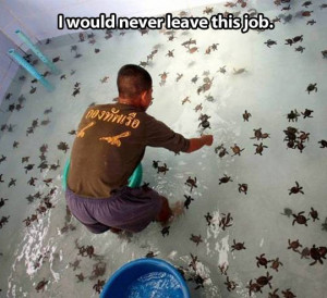 Working with baby turtles