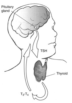 Illustration showing location of thyroid in the neck