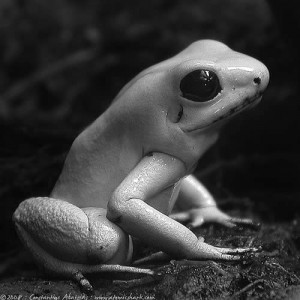 Frog in black and white