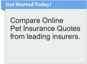 ... © www.petinsurancequotesonline.com Privacy Policy Terms of Service
