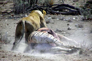 zebra park kills kill jimmy zebras lions databse on