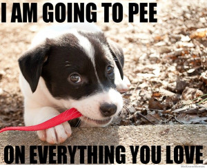 am going to pee on everything you love meme