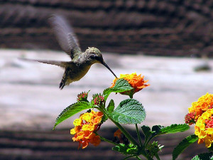 In the article, “ The Secret Lives of Hummingbirds ” (Fall, 2012 ...