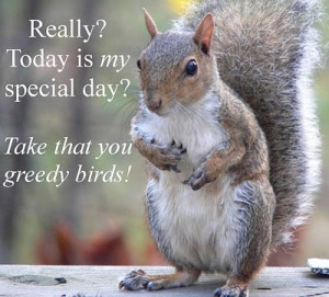 Funny Squirrel (36)