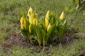 File Yellow Skunk Cabbage