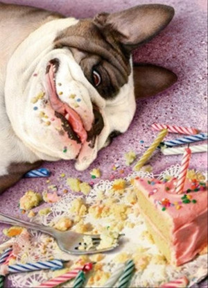 dog eats cakes