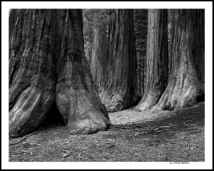 ... Format Redwood Tree Portrait compete with National Geographic's pho