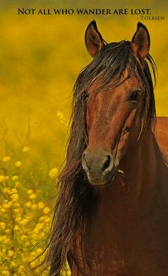 Wild Horses Quotes