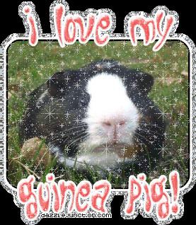 Animal Lovers I Love My Guineapig quote