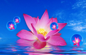 Lotus Flower Floating with Bubbles