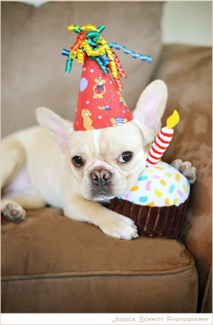 happy birthday french bulldog source http imgarcade com 1 happy ...