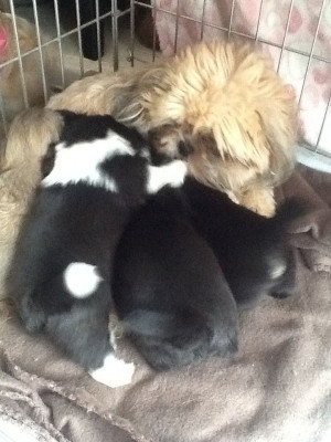 shih tzu puppies £ 450 posted 4 months ago for sale dogs shih tzu ...