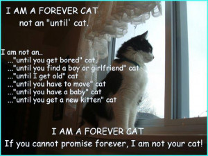 am a forever cat, not an 