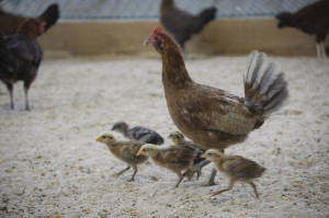 Chickens “Upgraded” in Practical Ethics ?