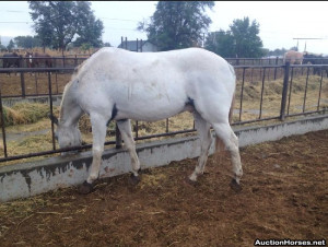 grey appaloosa horses