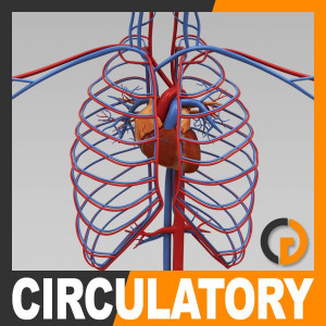 ... Pictures circulatory system diagram for kids simple circulatory system