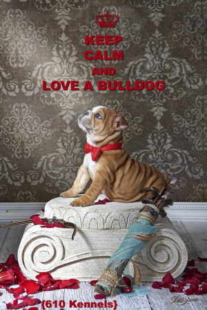 Funny English Bulldog Quotes English bulldog, bulldogs