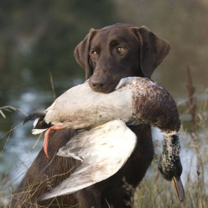 ... Hunting, Chocolates Labrador Hunting, Chocolate Labs Hunting, Labrador