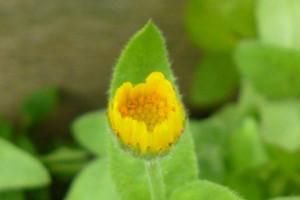 Chauncey Gardner gardening