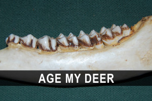 Whitetail Deer Kill Zone Diagrams