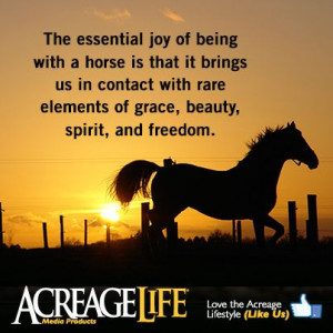 The essential joy of being with a horse is that it brings us in ...