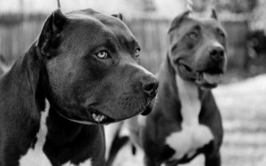 Black pitbulls wallpapers and images