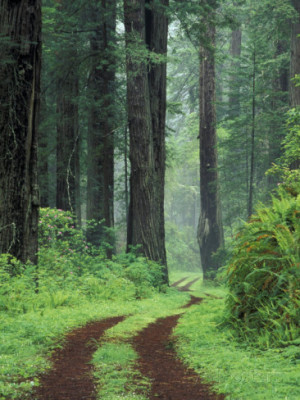 ... Coast Redwoods, Del Norte Coast State Park, California, USA Fotoprint