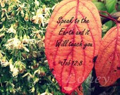 ... autumn white asters red dogwood leaves & inspirational quote, fall