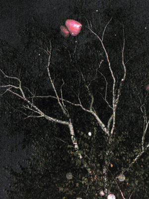 - balloons stuck in the tree. Last year the balloon got stuck ...