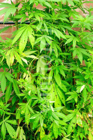 Cannabis Plant Greenhouse