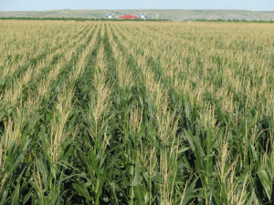 Native American News