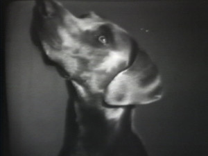 William Wegman Man Ray