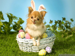 easter pictures|funny easter sayings|funny easter eggs|funny easter ...