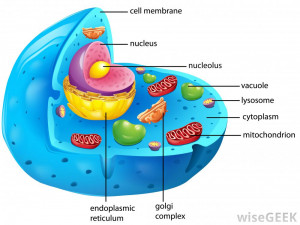 Animal Cell Cross Section