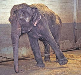Forced to perform in circuses, read Lota's story .