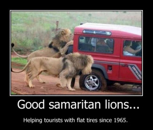 funny picture good samaritan lions