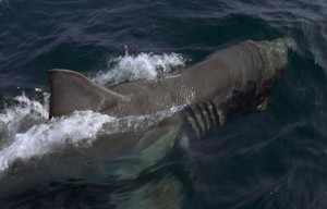 Great White Shark From Jaws 2