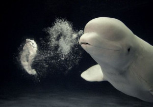 Blowing Bubbles Quotes | Beluga whales blowing bubbles (5 pics ...