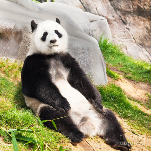 Panda Giant Facts Habitats