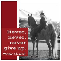 American Saddlebreds