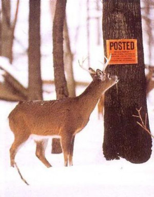 Funny Quotes About Hunting Deer