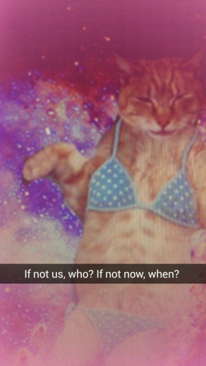 Cats in Space with Inspirational Quotes
