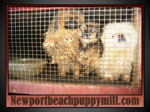 ANOTHER PUPPY MILL BUST