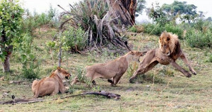 Lioness Defend Baby Baboon after Killing his Mother (10 pics)