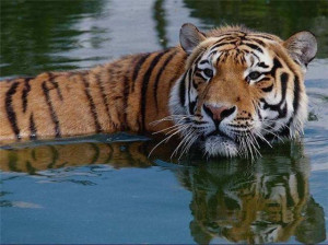 Tiger Hunting Russia