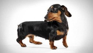 Dachshund Dog Insurance