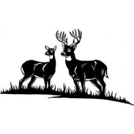 Whitetail Buck and Doe