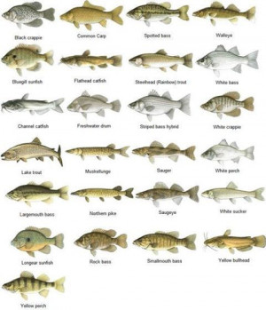 Freshwater Fishing, Fish Charts, Freshwater Fish Fishing Charts, Fish ...
