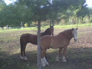 My blog, Life of a College Dropout