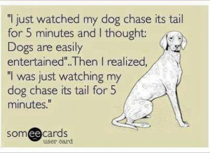 dog chasing its tail category funny ecards funny pictures april 2014 ...